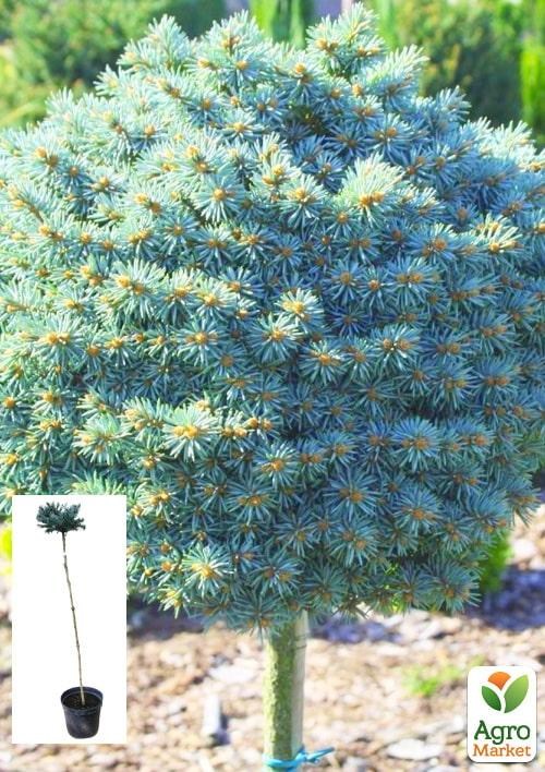 Ель колючая на штамбе «Glauca Compacta» С5, высота 100-120см