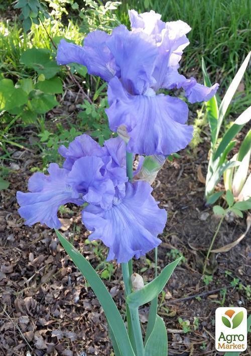 Ірис бородатий великоквітковий "Delta Blues" 1шт в упаковці - фото 2