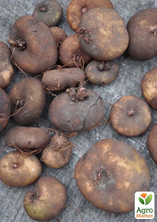 Цикламен персидский "Cherry" - фото 4