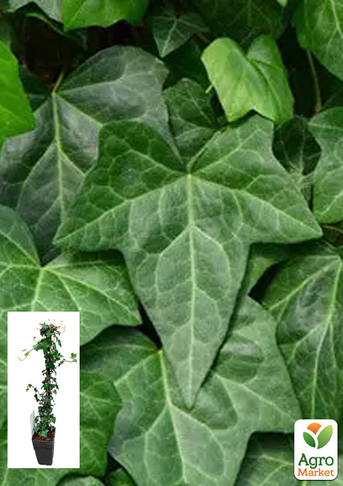 LMTD Плющ "Hedera Helix" (высота 60-70см)