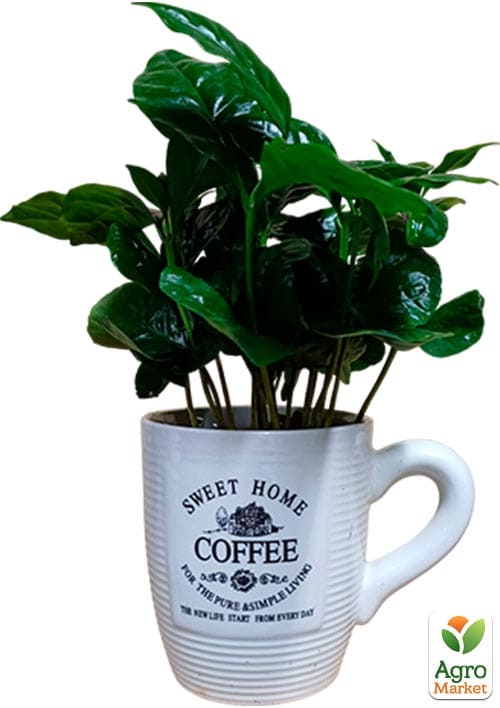 Кофе "Arabica coffee" (в керамической чашке) - фото 5