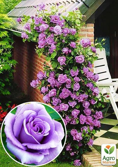 Троянда плетиста "Блакитна Мрія" (саджанець класу АА +) вищий сорт - фото 4