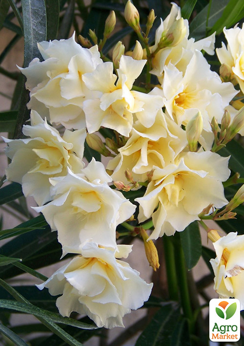 Олеандр махровый 3-х летний "Oasis" (высота 60-80см) - фото 3