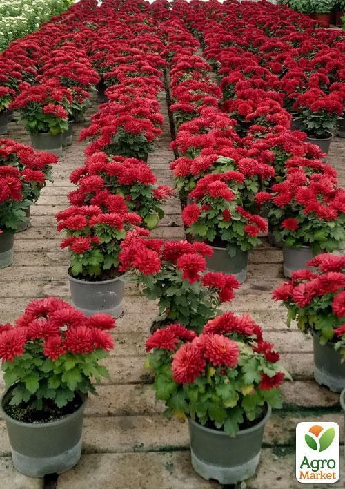 Хризантема "Uranus Red" (мультифлора рання) - фото 3