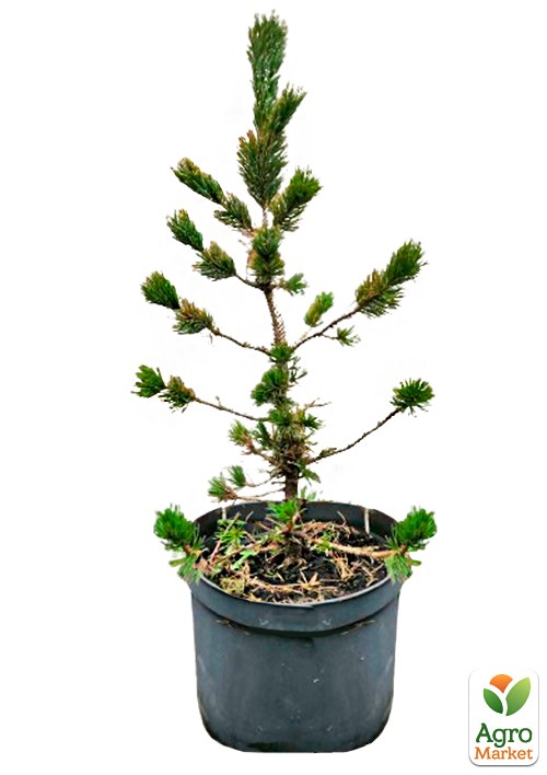 Сосна остиста "Aristata" С10, висота 70-90см - фото 2