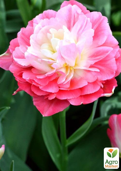 Тюльпан "Double Sugar" - фото 5