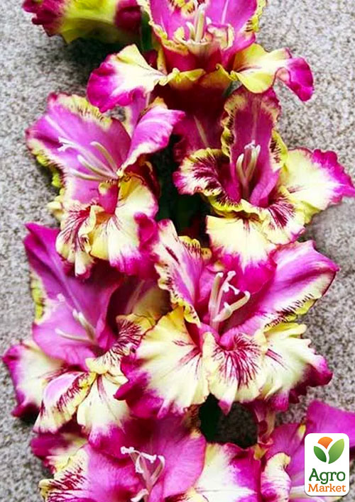 Гладиолус "Color Club" 