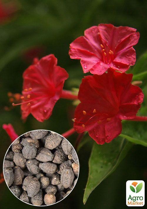 На вагу Мірабіліс "Червоний" ТМ "Весна" ціна за 3г