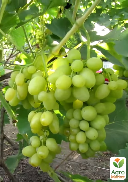 Виноград "Білий Кришталь" (надранній великий мускат) - фото 2