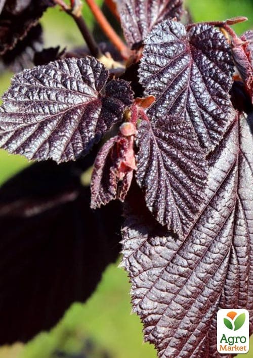 Ліщина штамбова червонолиста "Purpurea" С5 - фото 5