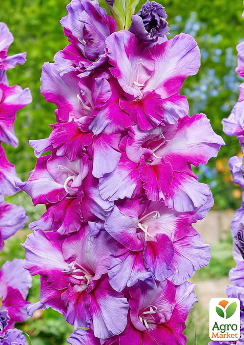 Гладиолус "Purple Art" 