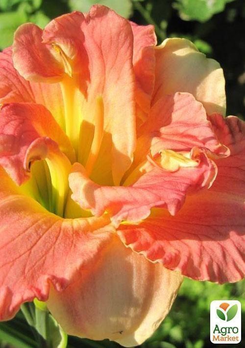 Лилейник "Frances Joiner" 1шт в упаковке