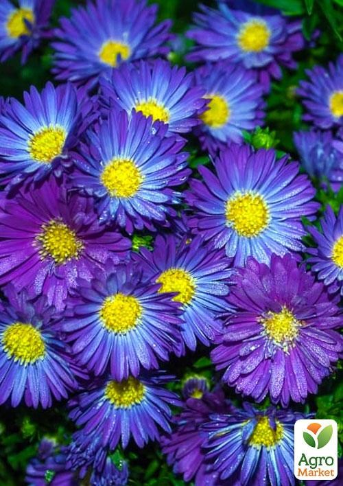 Астра бордюрная "Amethyst" (контейнер № 10)