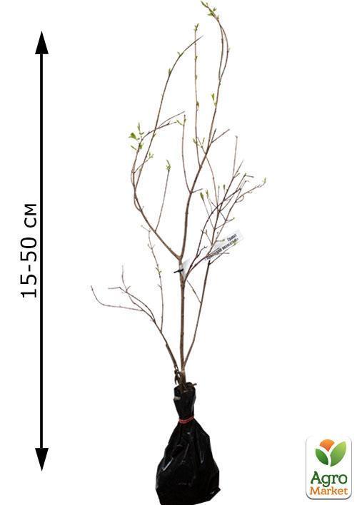 Гранат "Никитский ранний" - фото 4