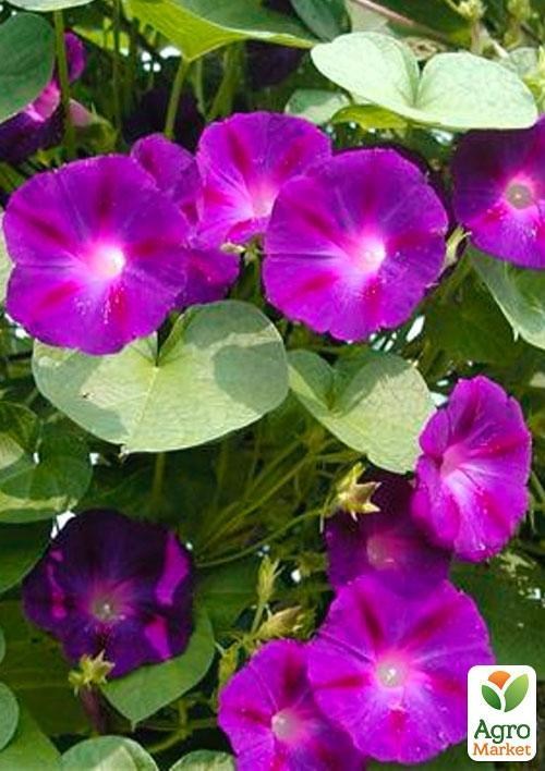 Іпомея "Пурпурова зірка" (Зипер) ТМ "Весна" 1г - фото 2