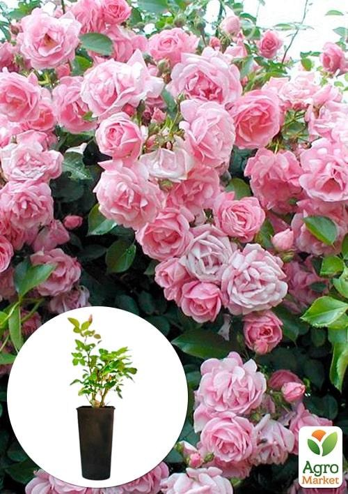 Роза в контейнере плетистая "Giardina" (саженец класса АА+)