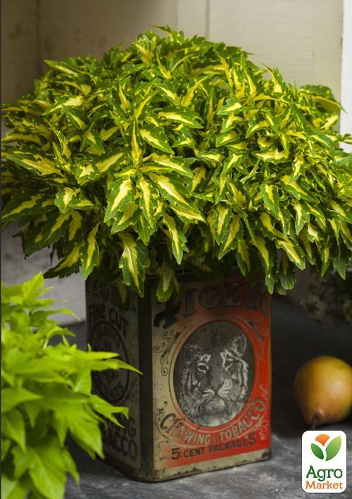 Колеус Alligator Tears - фото 2