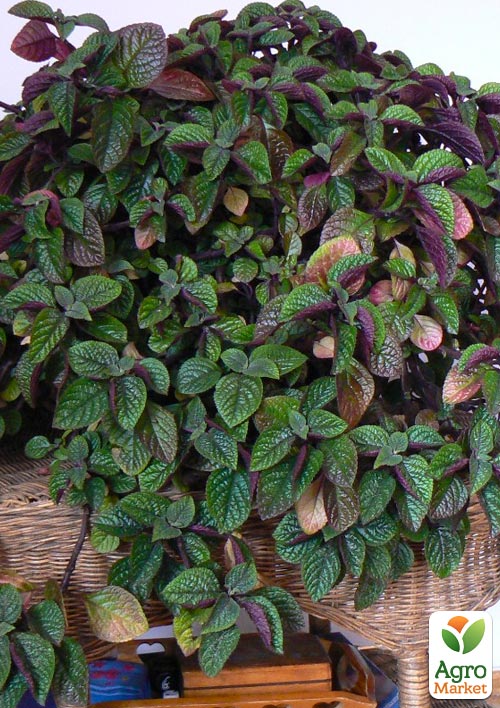 Плектрантус реснитчатый "Nico" (ампельный) - фото 6