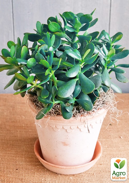 Денежное дерево "Blue Bird" (крассула, толстянка) - фото 2