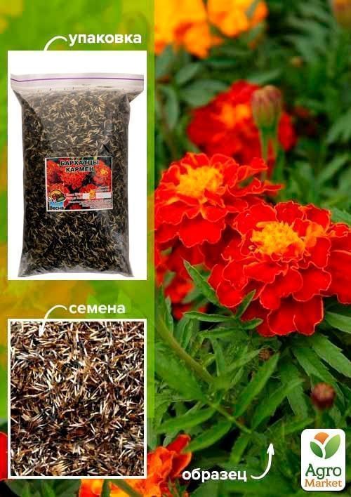 Бархатцы "Кармен" ТМ "Весна" 100г