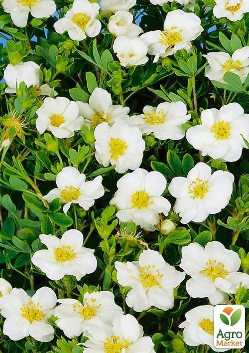 Перстач Чагарниковий "Snowbird"