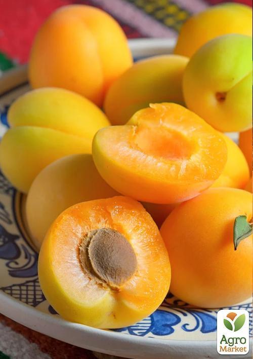 Абрикос "Любимый" (поздний срок созрвания) - фото 4