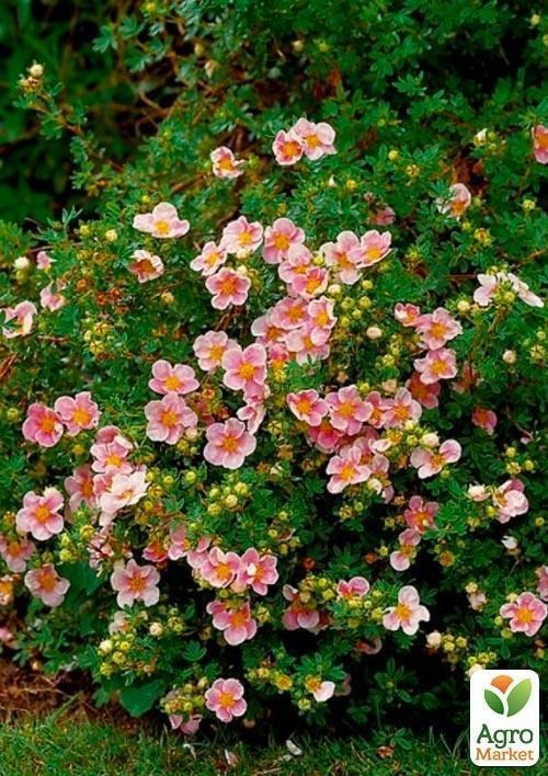 Лапчатка Кустарниковая "Lovely Pink" - фото 2