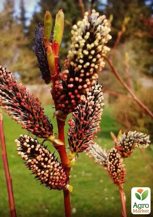 Ива тонкостолбиковая черная "Меланостахис" (Salix gracilistyla "Melanostachys") высота 25-40см