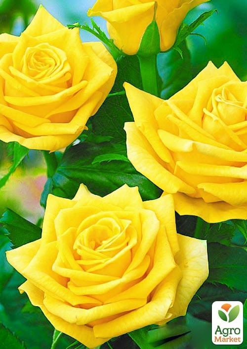 Роза чайно-гибридная "Ландора" (саженец класса АА+) высший сорт - фото 5