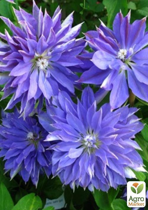 Клематис "Teshio" (повторноцветущий сорт) - фото 5