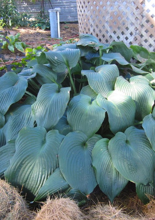 Хоста "Big Daddy" 