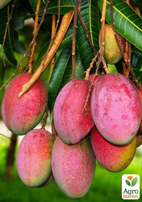 Манго (Mangifera indica) - фото 3