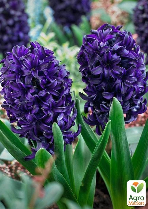 Гіацинт "Blue Saphire"