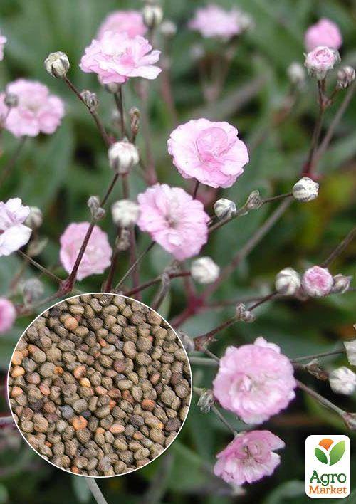 На развес Гипсофила розовая ТМ "Весна" цена  за 2г