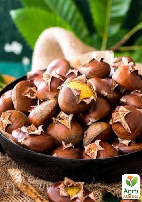 Каштан їстівний "Ліонський" висота 20см - фото 2