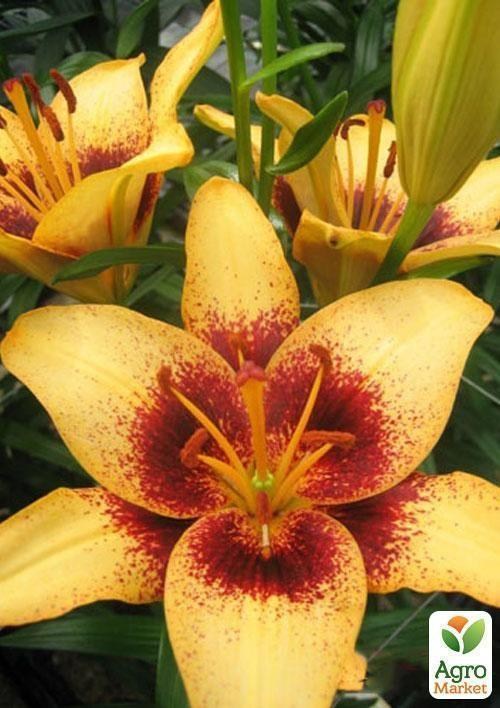 Лилия "Pixels Apricot" 1шт в упаковке