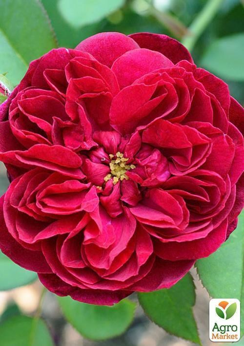 Роза английская "Fisherman`s Friend" (саженец класса АА+) высший сорт