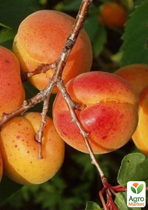 Абрикос "Сильвер Кот" (летний сорт, ранний срок созревания)