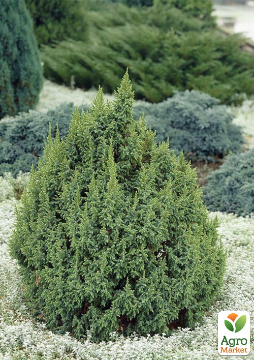 Можжевельник чешуйчатый 5-и летний "Loderi" С5, высота 50-60см