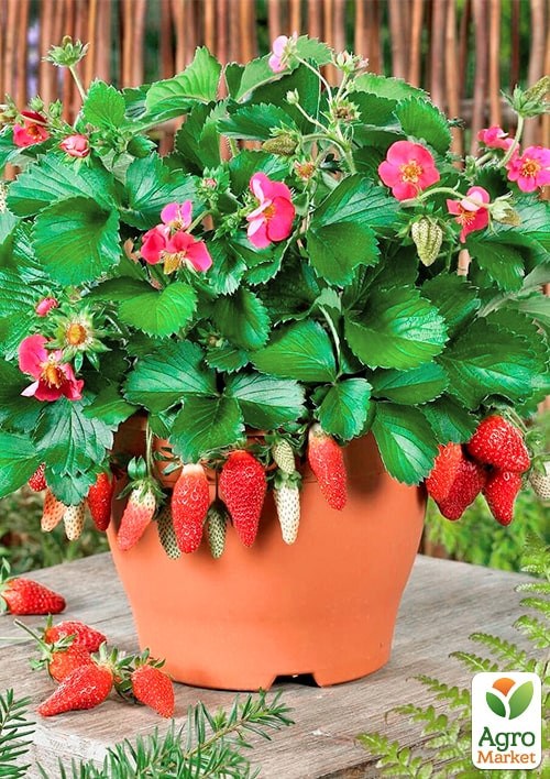 Клубника Ампельная "Розовая Панда" (Pink Panda)