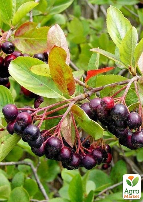 Арония "Хугин" (рябина черноплодная)