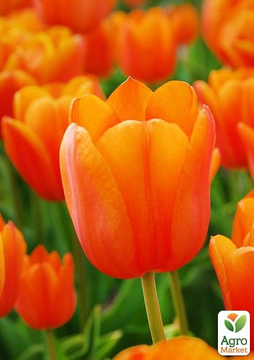 Тюльпан "Orange Cassini" 3шт в упаковке