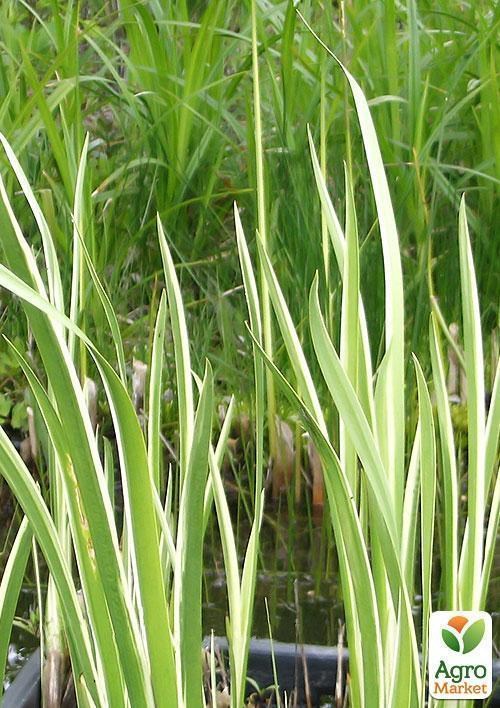 Аїр звичайний Ряболисті - фото 2