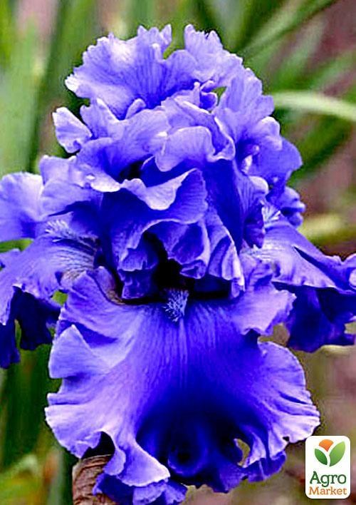 Ирис бородатый крупноцветковый "Sea Power"  1шт в упаковке