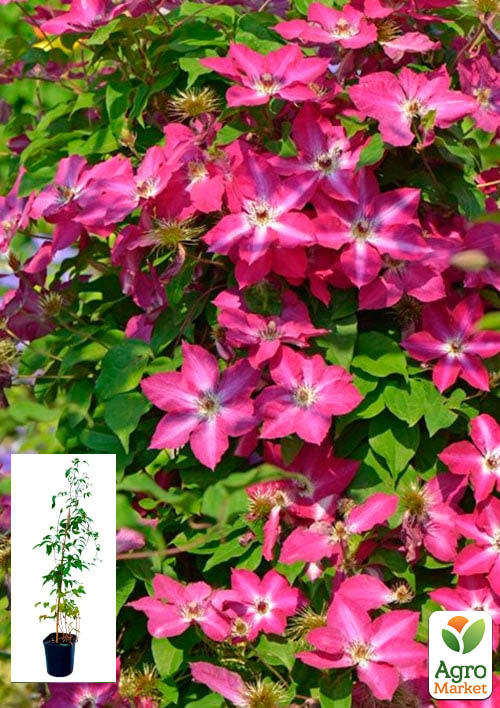 Клематис 2-х летний "Raspberry Cream" С2