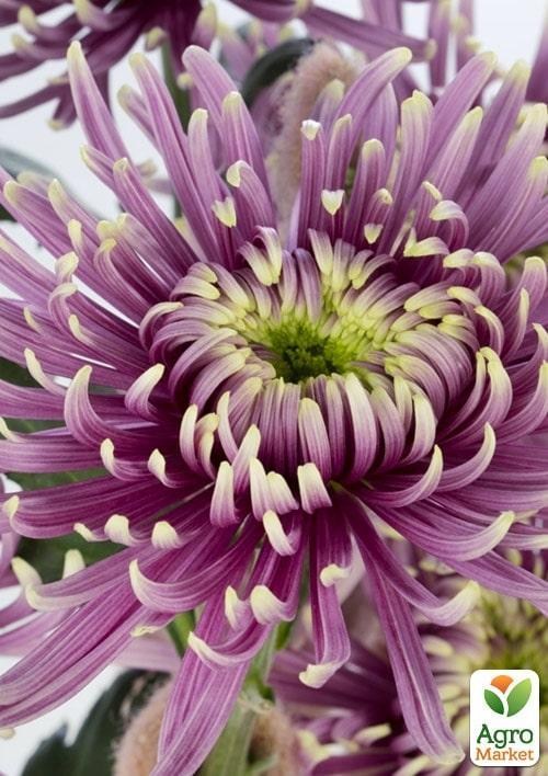 Хризантема срезочная "Baltazar"