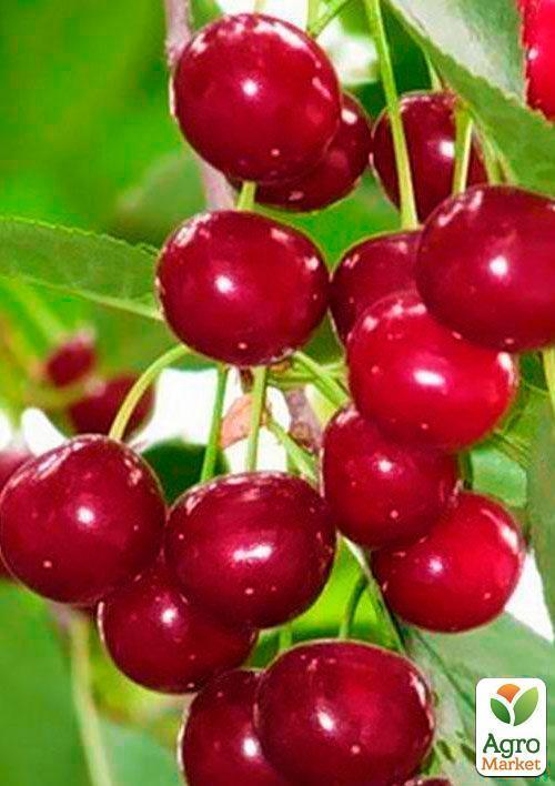 Вишня "Малятко" (літній сорт, ранній термін дозрівання) - фото 5