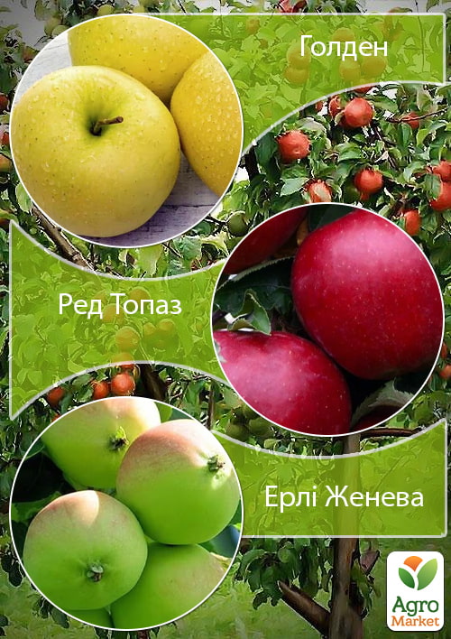 Дерево-сад Яблуня "Голден+Топаз+Ерлі Женева"