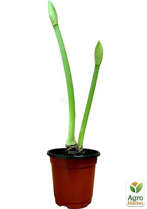 Амариллис в горшке "Волшебная ночь" - фото 3