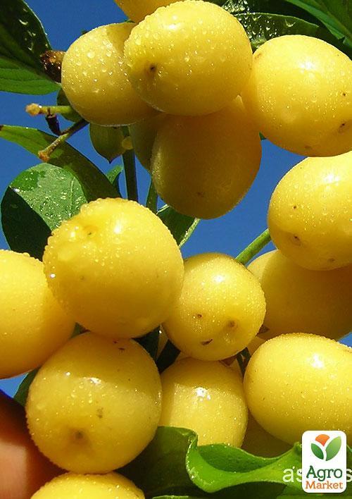 Кизил жовтий "Альоша"